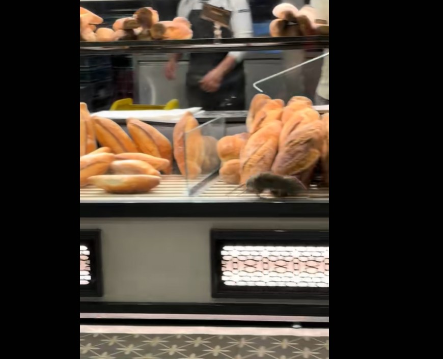 #Viral: Șobolanul din vitrina brutăriei: Pâine, cineva? (video)
