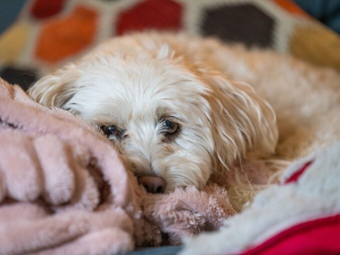 Bărbat reținut după ce a aruncat câinele familiei pe fereastră