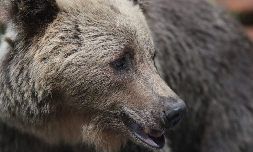 UPDATE Urșii care intră în localități vor putea fi împușcați pe loc. Amenzi pentru cei care îi hrănesc