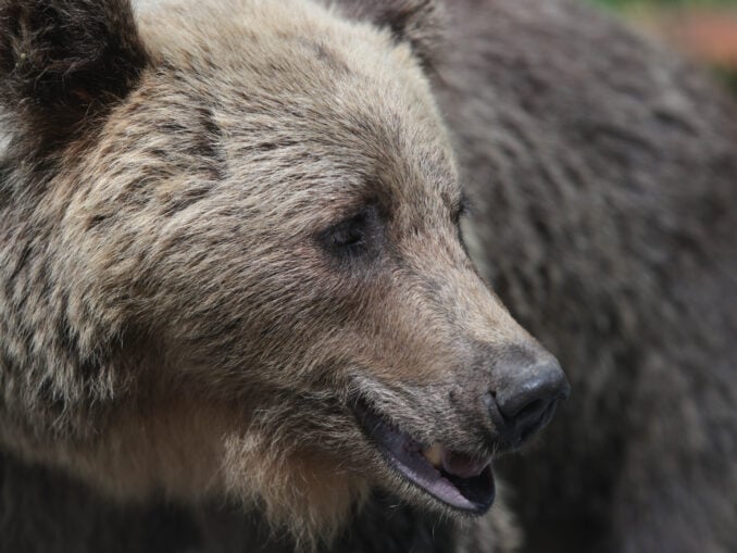 UPDATE Urșii care intră în localități vor putea fi împușcați pe loc. Amenzi pentru cei care îi hrănesc