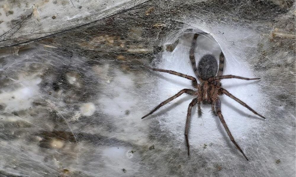 Cea mai mare pânză de păianjen, descoperită de un român