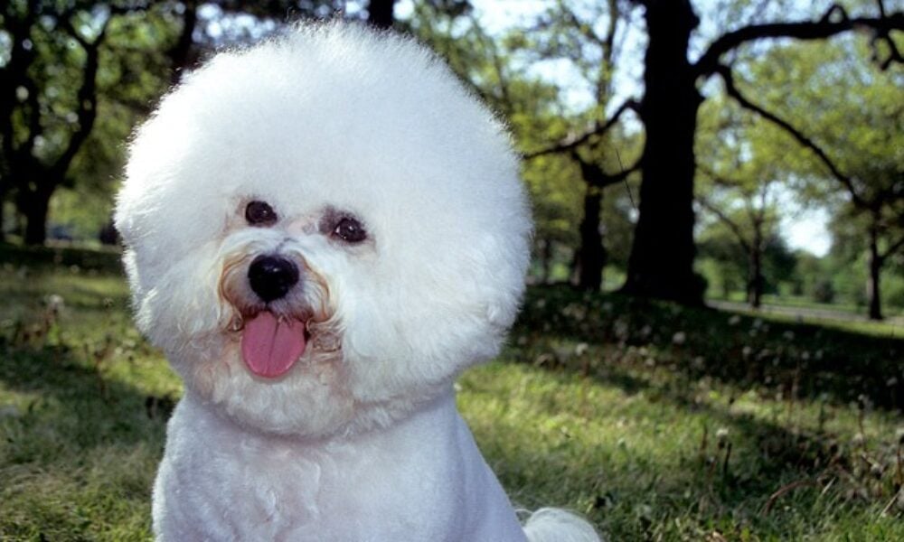 Furt de zile mari la Brăila. Le-a furat bichonul din curte, cu taxiul