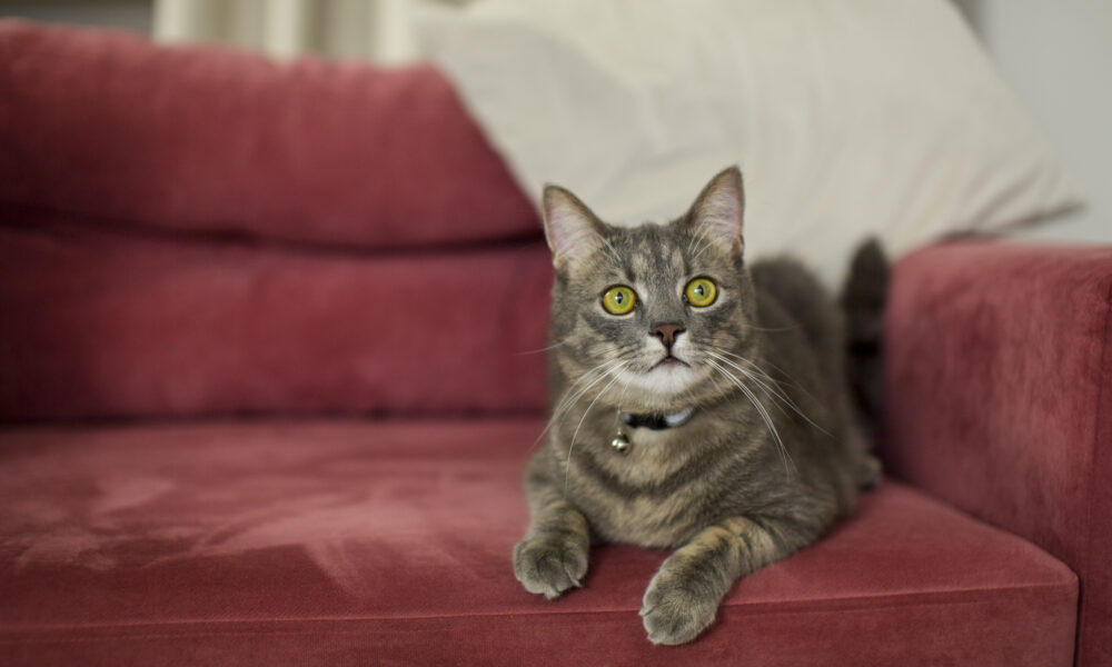 Modificare legislativă pentru protecția animalelor: Sunt ființe cu drepturi și libertăți