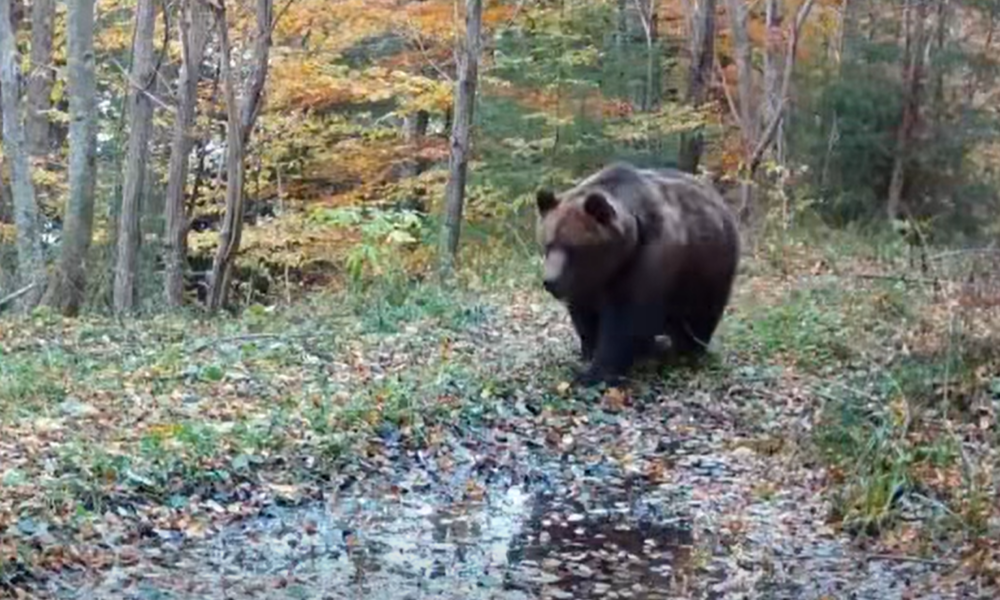 Urs surprins la bălăceală VIDEO