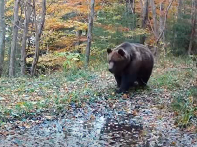 Urs surprins la bălăceală VIDEO