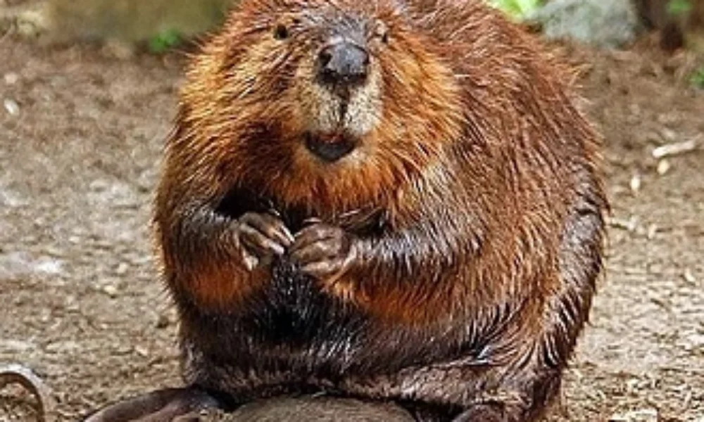 Primul castor sălbatic văzut în Norfolk după 400 de ani