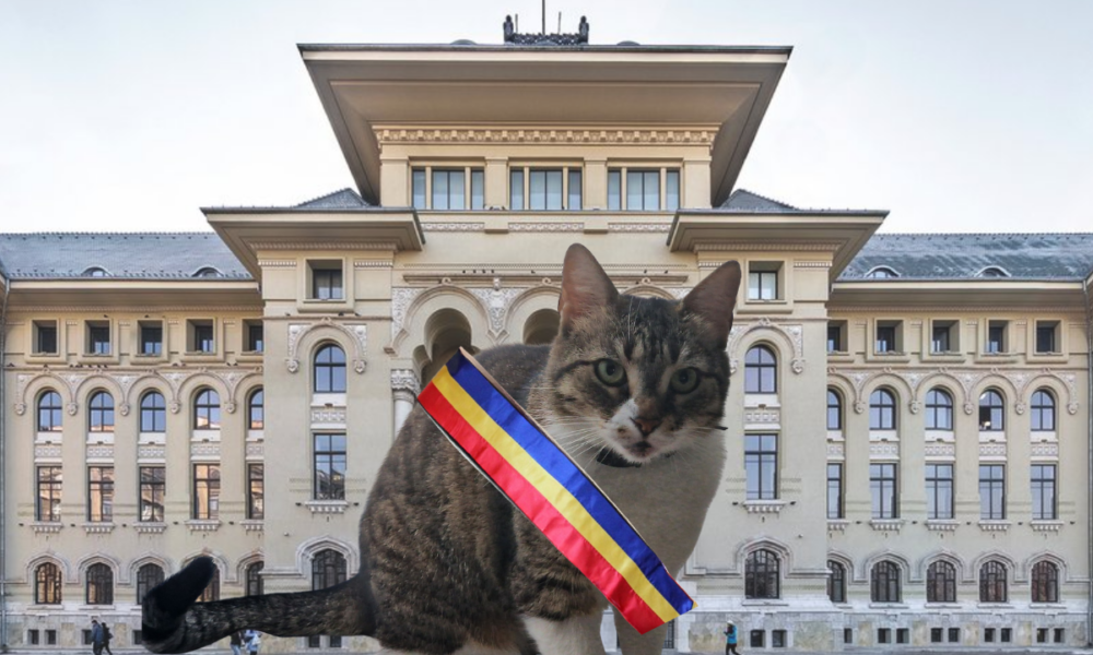 Ce se întâmplă cu pisica Jessy după victoria lui Ciucu