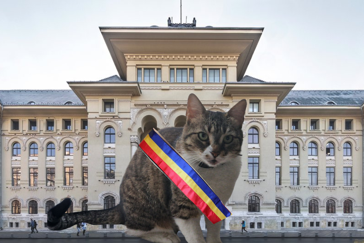 Ce se întâmplă cu pisica Jessy după victoria lui Ciucu