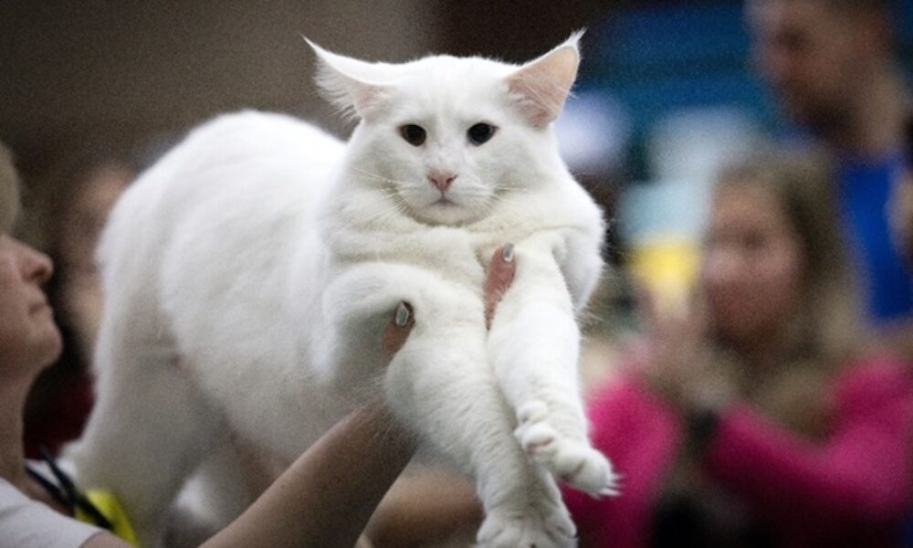 România pe scena animalelor de companie de elită