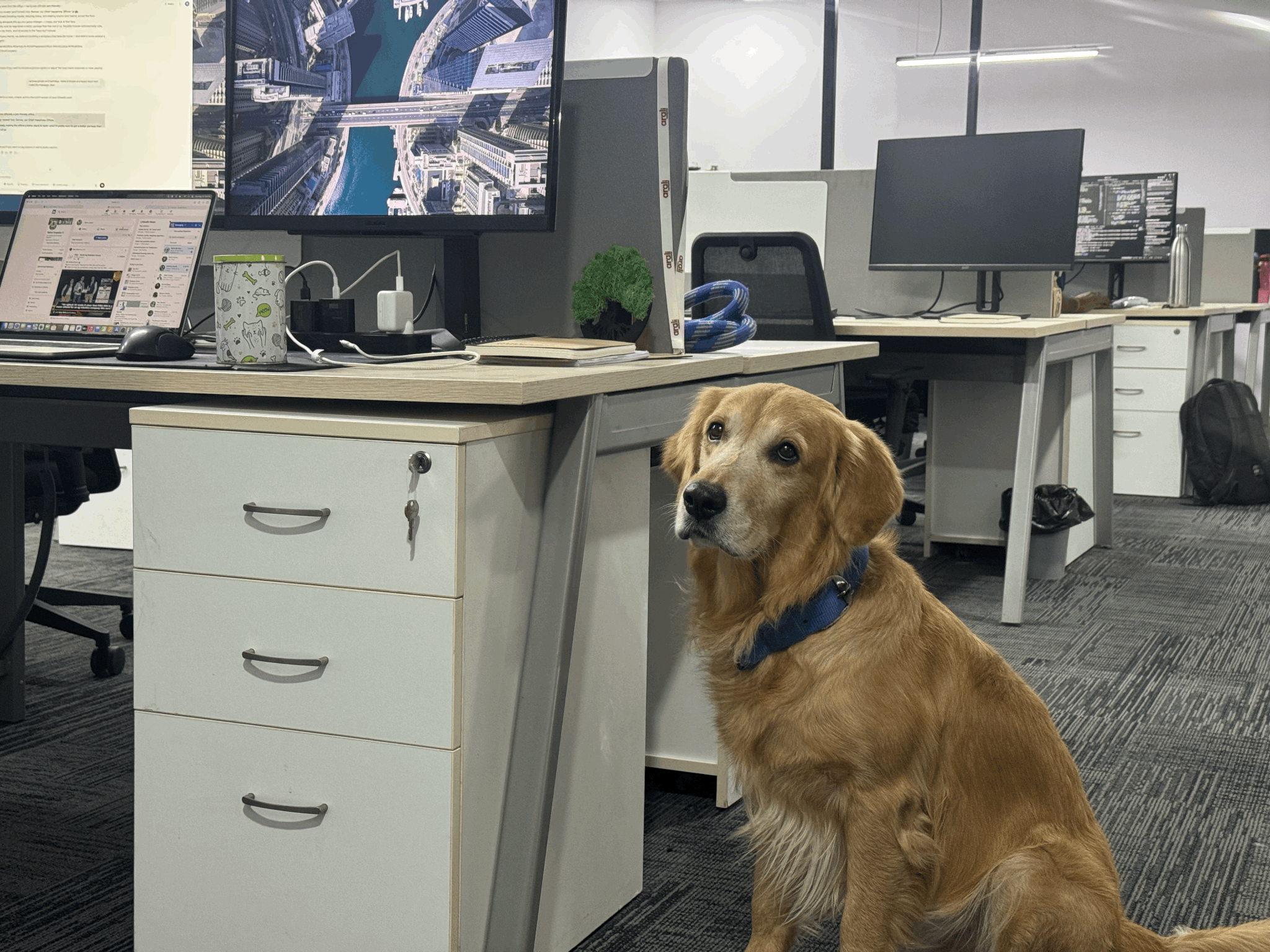 Golden Retriever angajat „șeful fericirii” într-o firmă