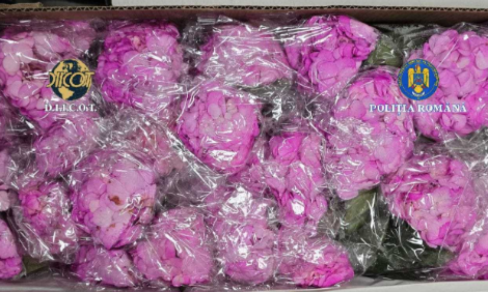 Cocaină columbiană impregnată în cartoane de flori, livrată în România