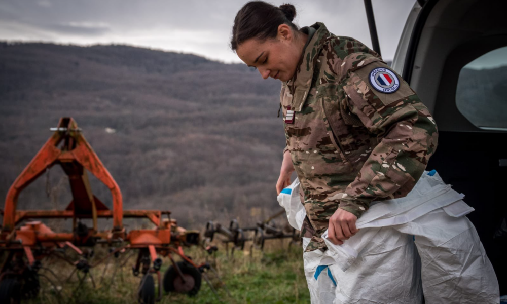 Armata franceză, în război cu o epidemie bovină