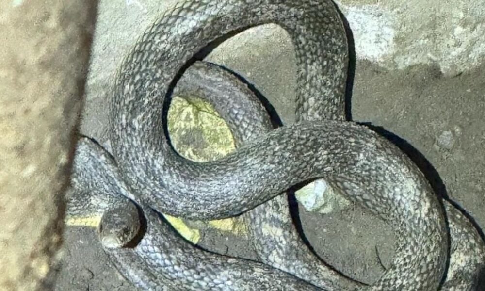 Intervenție neobișnuită pentru jandarmii din Tulcea