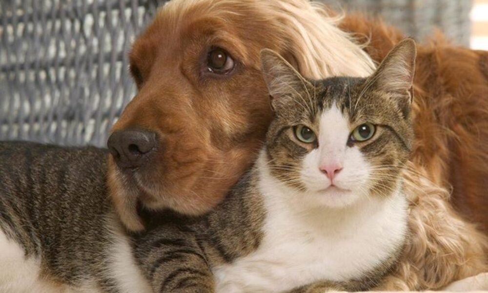 Animalele de companie pot influența îmbătrânirea femeilor