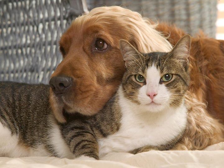 Animalele de companie pot influența îmbătrânirea femeilor