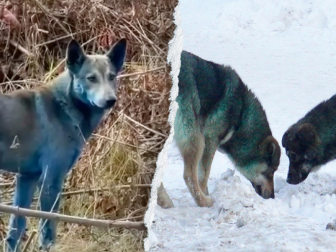Misterul câinilor albaștri de la Cernobîl, elucidat