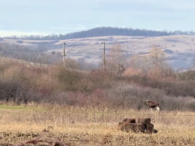 Misterul elanului descoperit în România. Imaginile spectaculoase de pe internet