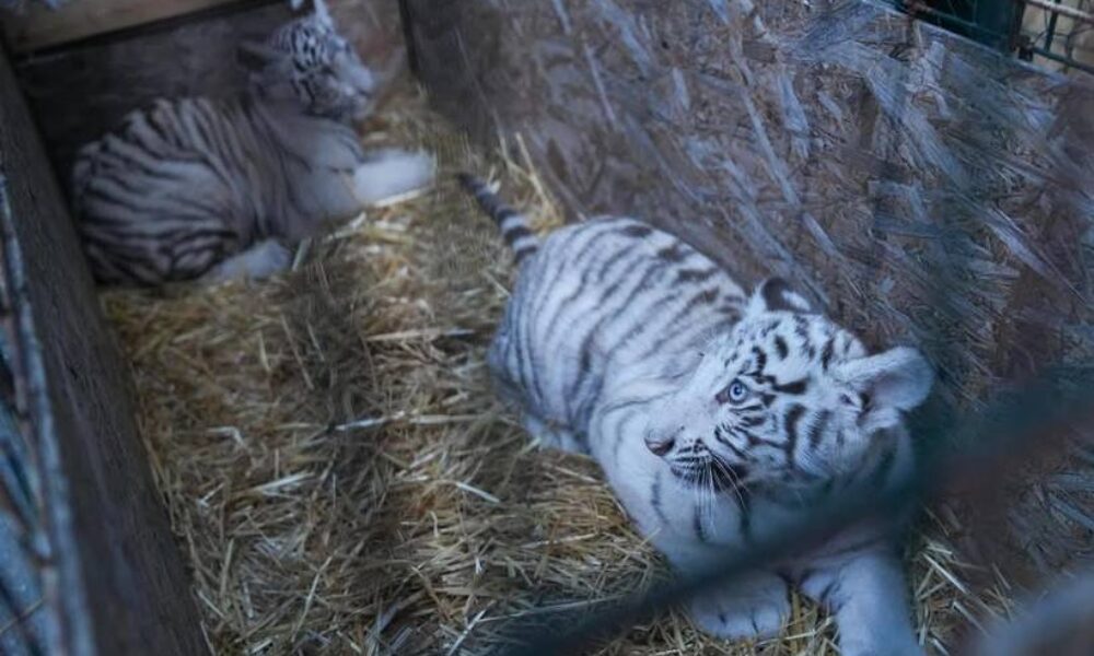 Un pui de tigru alb a murit după ce ar fi înghițit plastic