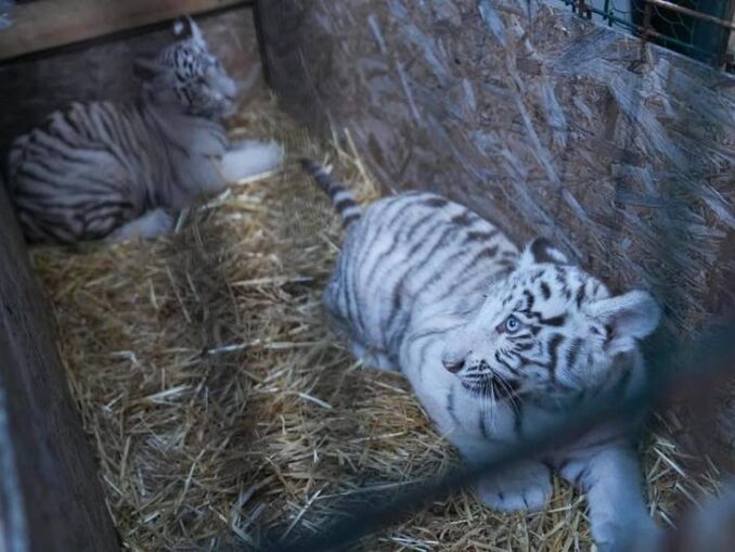Un pui de tigru alb a murit după ce ar fi înghițit plastic