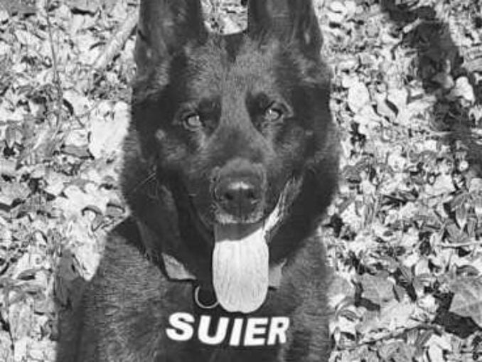 A murit cel mai respectat câine polițist din România. Șuier se pensionase recent