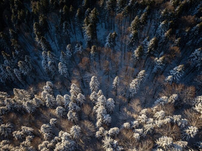 Cum arată astăzi pădurile din „Călin (file din poveste)”