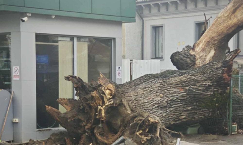 A căzut un simbol al Capitalei. Un stejar de 300 de ani s-a prăbușitt