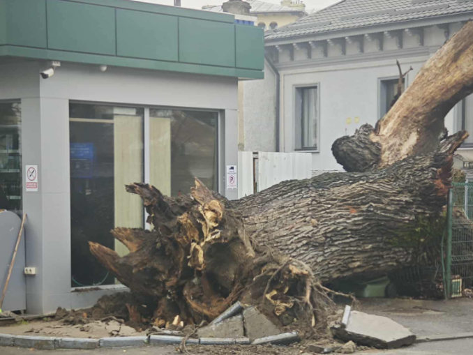 A căzut un simbol al Capitalei. Un stejar de 300 de ani s-a prăbușitt