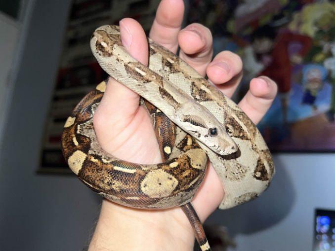 Vipere veninoase și tarantule, crescute în apartament