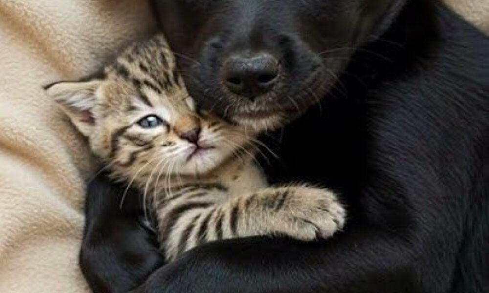 Concediu plătit pentru îngrijirea animalelor de companie. De unde a pornit trendul