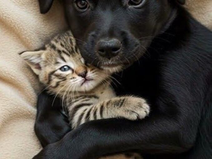 Concediu plătit pentru îngrijirea animalelor de companie. De unde a pornit trendul