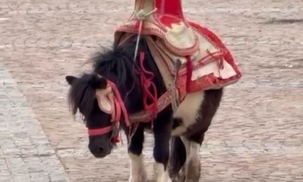 Video Poneiul trist din Maroc, salvat după ce a devenit viral pe Instagram