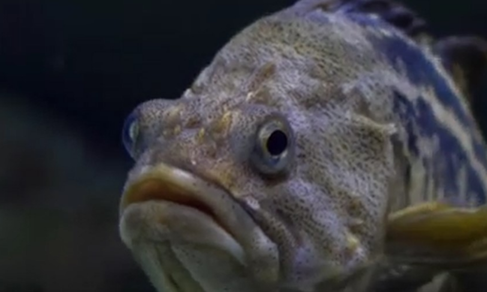 Prădător exotic în apele românești