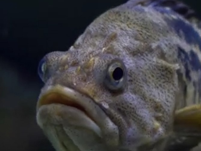 Prădător exotic în apele românești