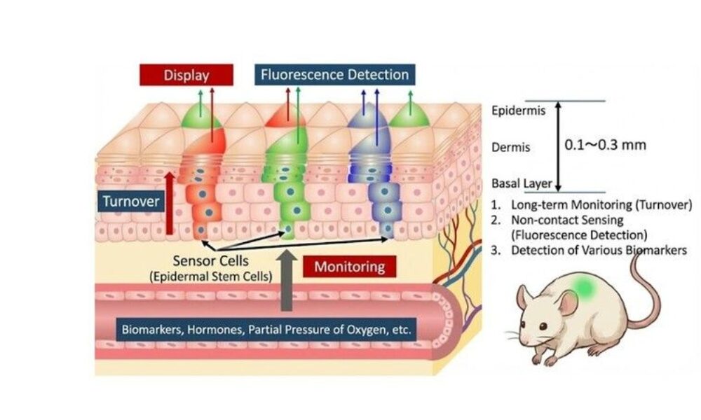 Invenția japoneză care te „anunță” vizual dacă ai o inflamație în corp