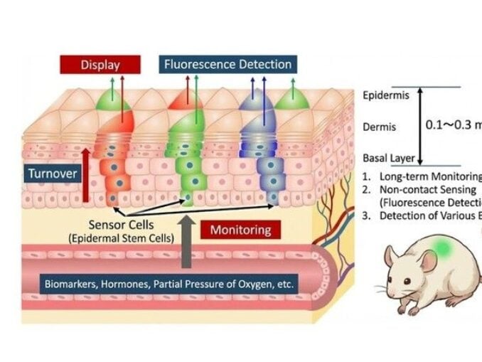 Invenția japoneză care te „anunță” vizual dacă ai o inflamație în corp