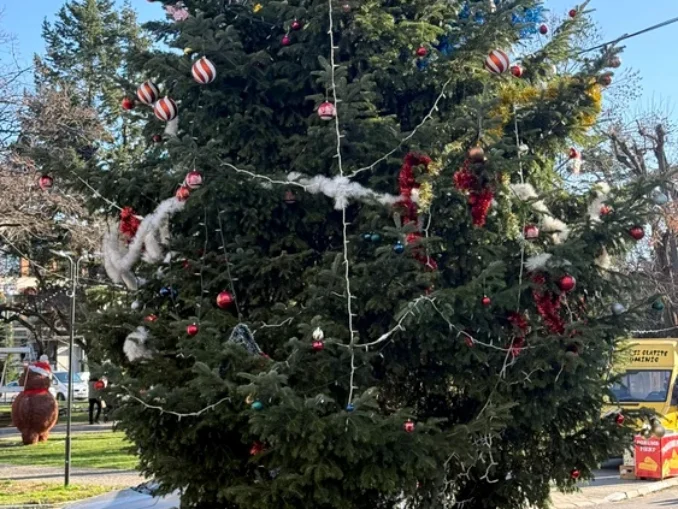 Brad din cimitir, pus în centrul orașului. Incredibila poveste din Drăgășani