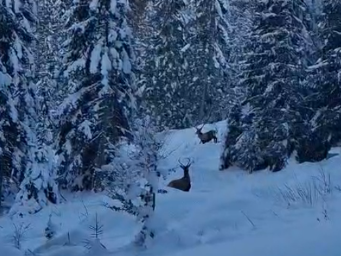 Cerbi filmați în apropierea unui traseu turistic din Munții Rodnei