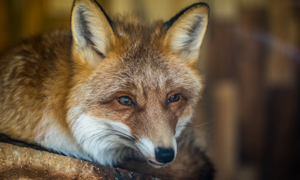 Trei vulpi, filmate în timp ce dădeau târcoale Muzeului Antipa din București