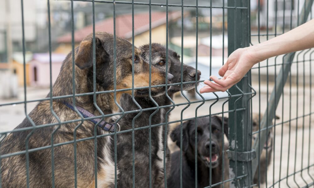 Suntem oameni, nu animale – cazul de la Suraia și cum protejează România animalele fără stăpân