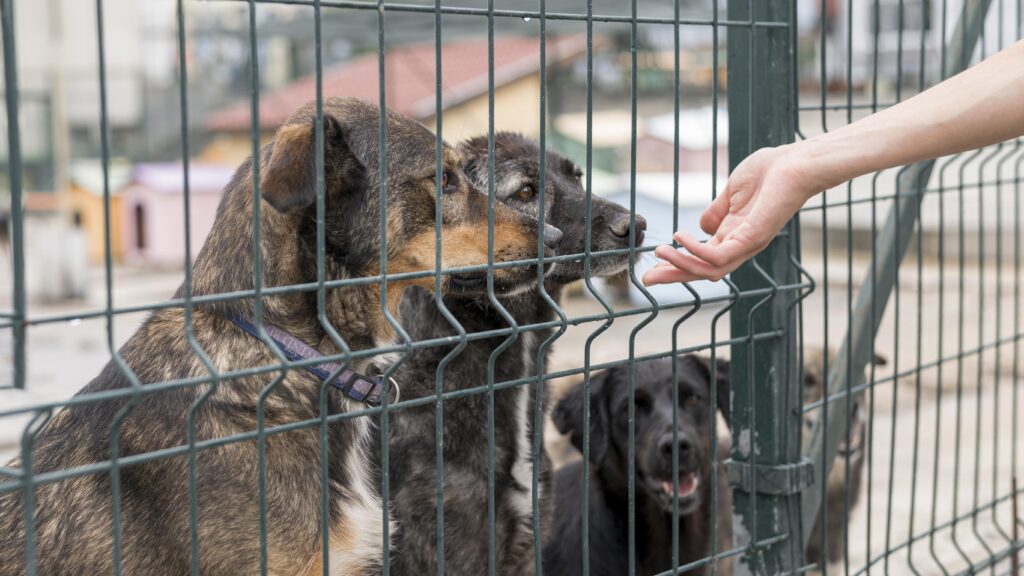 Suntem oameni, nu animale – cazul de la Suraia și cum protejează România animalele fără stăpân