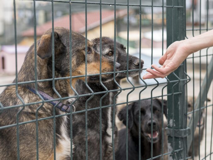 Suntem oameni, nu animale – cazul de la Suraia și cum protejează România animalele fără stăpân