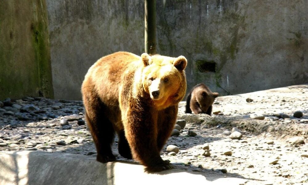 Ursii de la Grădina Zoologică din Târgu Mureș au ieșit din bârlog, semn din popor că primăvara e aproape VIDEO