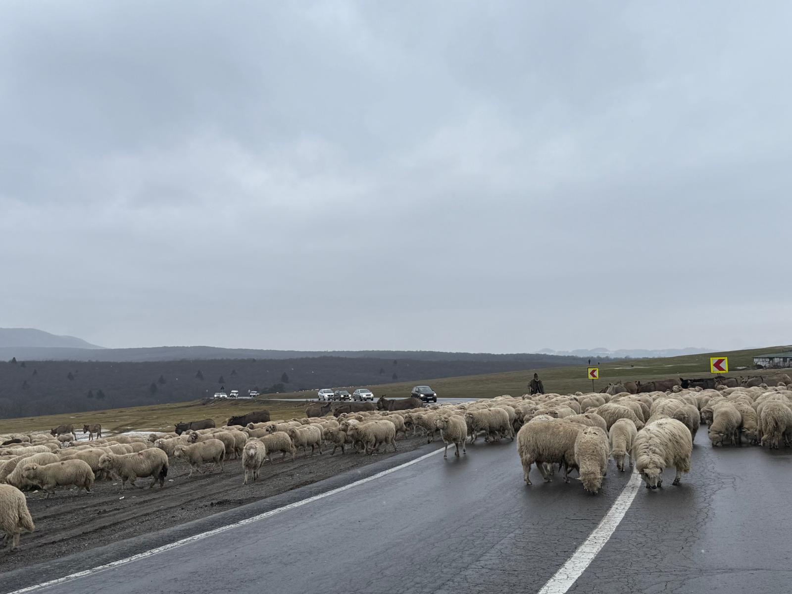 Controale la stână. Ciobanii riscă amenzi și tăieri de fonduri