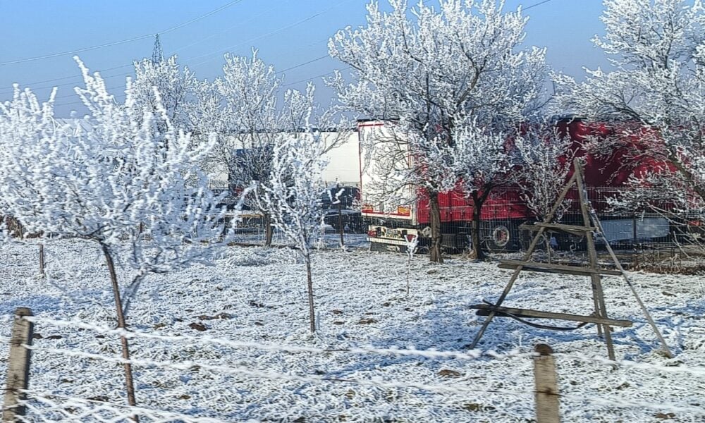 Bani pentru pomicultorii afectați de îngheț