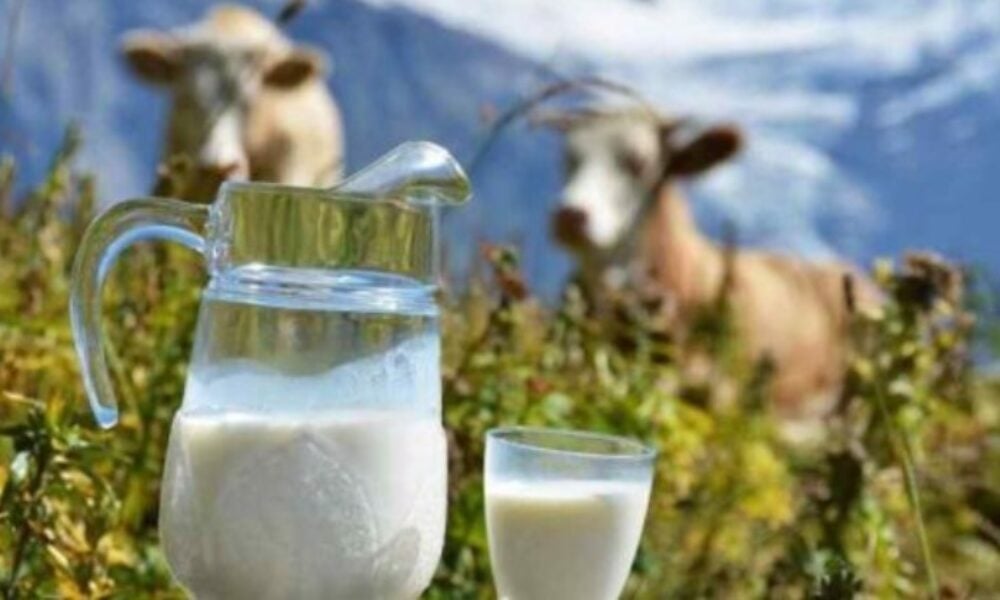 Lapte hrănitor și lapte … cancerigen!?