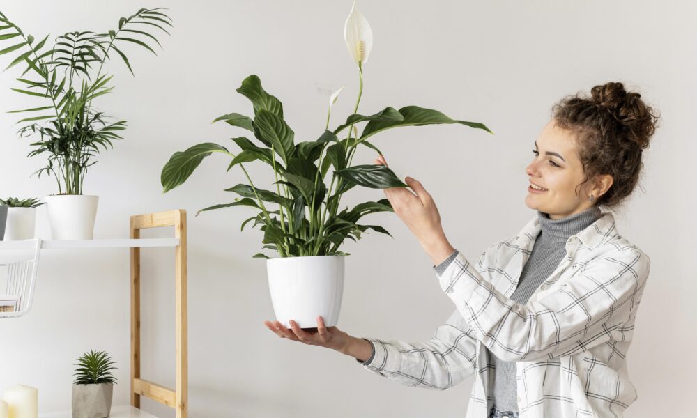 Cum ne influențează plantele de apartament starea de spirit