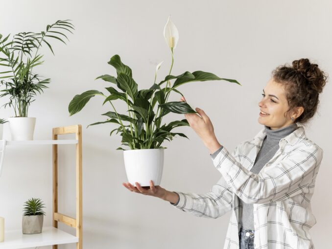 Cum ne influențează plantele de apartament starea de spirit