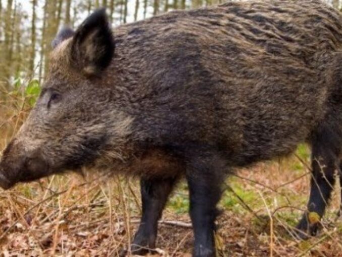 Un nou caz de pestă porcină africană, confirmat la mistreți în Timiș