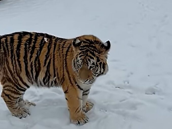 Tigru siberian, filmat într-o curte. Proprietarii, dați de gol pe internet VIDEO