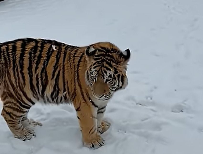 Tigru siberian, filmat într-o curte. Proprietarii, dați de gol pe internet VIDEO